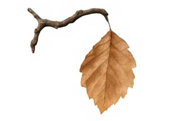 Dry autumn leaf hanging from a bare branch, symbolizing the cycle of nature and changing seasons, isolated