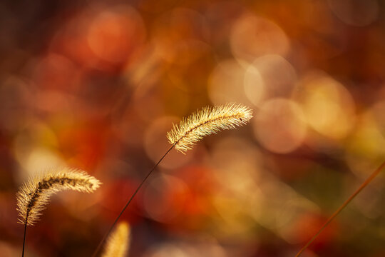 A close-up of the setaria, the beautiful setaria