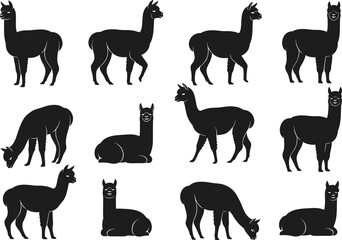Black alpaca silhouette vector illustration set, standing grazing and sitting alpacas isolated on white background, South American farm animal wildlife design