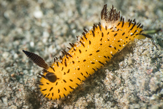 Jorunna parva nudibranch