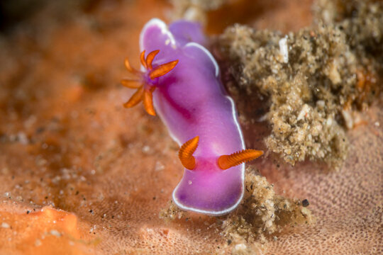 Hypselodoris iba nudibranch