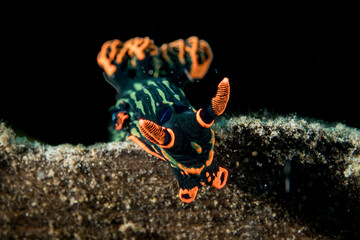 Nembrotha kubaryana nudibranch