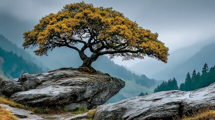 Solitary autumn tree on rocky outcrop overlooking misty mountains landscape