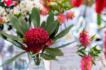 Native Australian flower entries in horticulture exhibition at local show event