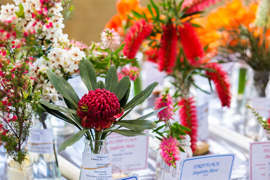 Native Australian flower entries in horticulture exhibition at local show event
