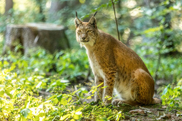 Eurasian lynx sitting in green forest habitat in summer light, symbol of wilderness and biodiversity © Annabell Gsödl