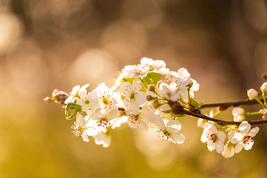 Fototapeta Detail of delicate white flowers with golden backlighting in early spring