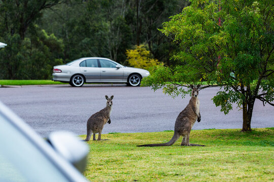 kangaroos on front lawn of suburban Australia on overcast rainy day