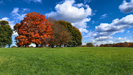 A scenic landscape features vibrant autumn trees with red and orange leaves contrasting against a green field. Fluffy white clouds drift across a bright blue sky.