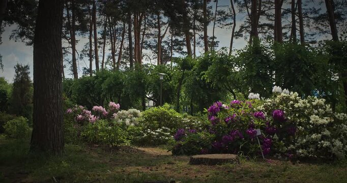 Multicolored Rhododendron Flowers in a Serene Setting