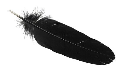 Obraz premium Elegant Black Feather Soft Texture Detail Natural Bird Plumage Raven Wing Concept Design
