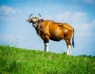 Indian Bison Standing on Grass Field with Blue Sky
