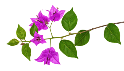 Bougainvillea branch, vibrant pink flowers, lush green leaves