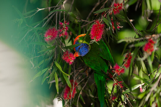 A rainbow lorikeet is gathered among vibrant red flowers, enjoying a meal in a green setting.