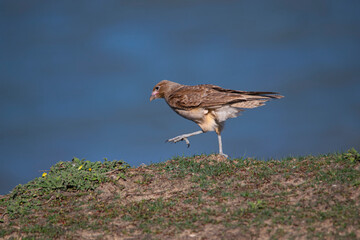 Chimango on the grass , near the seashore