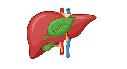 A stylized medical illustration depicts a human organ, with red, brown, green, and blue components. A large leaf overlays the organ