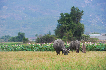 Buffaloes grazing in the rice field and a lotus wamp
