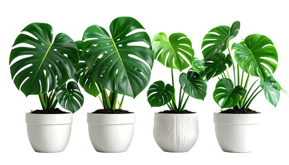 Row of Monstera plants in white pots against a black background