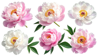 Six peonies in various pink & white shades on a dark backdrop