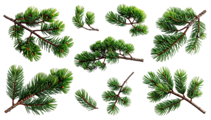 Pine sprigs with needles against black, holiday and decorative