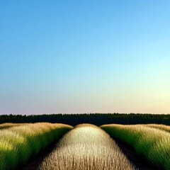A vast field of golden-hued lavender stretches towards a dark forest under a clear, gradient blue sky.