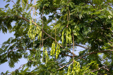 clusters of green stink beans (petai or Parkia speciosa) hanging from the branches of a tree.