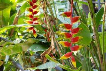 vibrant Heliconia rostrata flowers, also known as Lobster Claw or False Bird of Paradise.