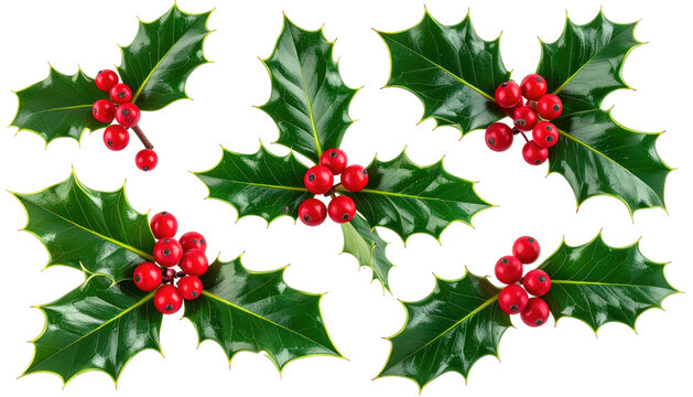 Festive holly sprigs, green leaves and bright red berries scattered