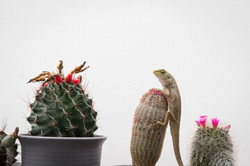 golden brown skinned chameleon perched