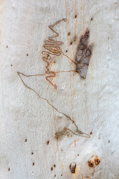 Scribbly gum, Eucalyptus haemastoma, bark with scribbles caused by insect lavae