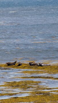 Harbor Seals Resting on Seaweed-Covered Rocks in Cromarty