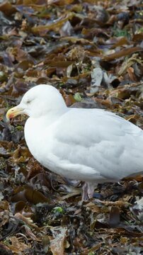 Seagull Standing on Seaweed-Covered Shore in Cromarty, Scotland