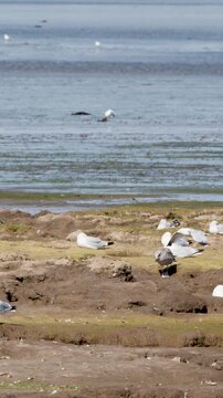 Seagulls Resting and Foraging on Cromarty Tidal Flat Shore
