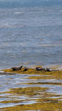 Harbor Seals Resting on Seaweed-Covered Rocks in Cromarty