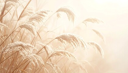 Dreamy Pampas Grass Soft Light