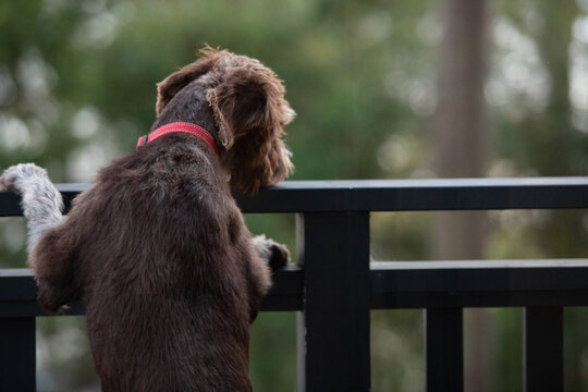 dog jumping on on railing