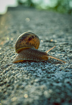 Un caracol en un dia soleado