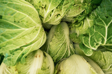 Close-up view of fresh, green Napa cabbage heads, showing texture and detail.