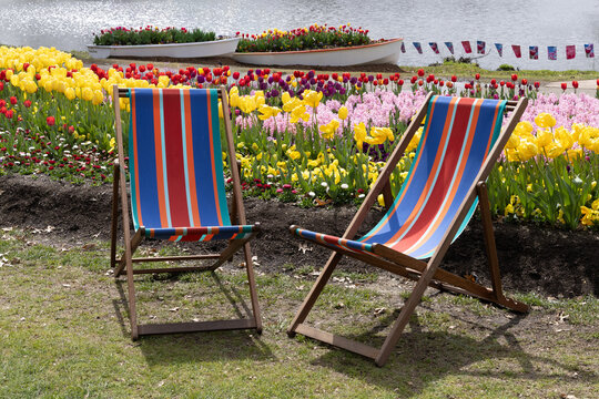Striped brightly coloured outdoor deck chairs and tulip garden