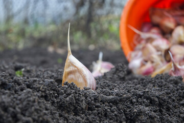 Garlic clove sprouting from the soil, ready for growth in the garden.
