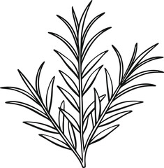 rosemary outline vector illustration line art