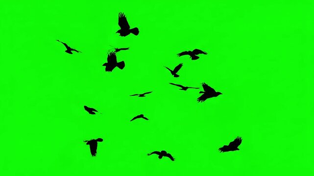 Green Screen Compositing with a set of 7 footages flock crows isolated on white background silhouettes birds in motion far the sky nature pattern for design visual element distortion, overlay, glitch