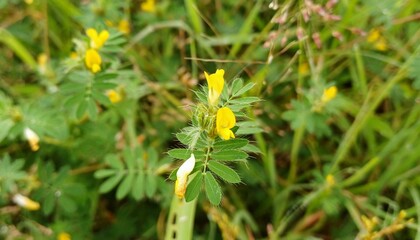 Smithia flower, Pleasant Smithia yellow flowers.