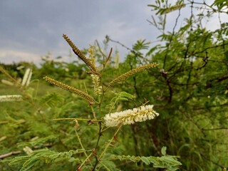 Acacia catechu plant flower, Cutch Tree, white colour Acacia catechu flower.