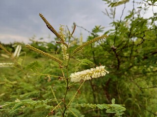 Acacia catechu plant flower, Cutch Tree, white colour Acacia catechu flower.