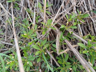 Glinus plant, Glinus oppositifolius plant in the wild, Gima Shak.