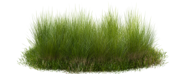Lush green tuft of grass isolated on transparent background 3d rendering png.