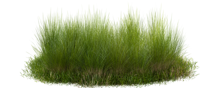 Lush green tuft of grass isolated on transparent background 3d rendering png.