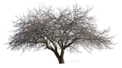 Single bare tree silhouette, black against white, evokes a cold winter landscape and lonely nature scene