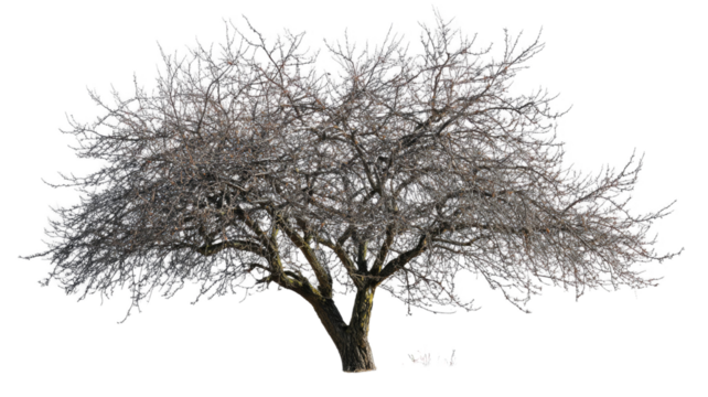 Single bare tree silhouette, black against white, evokes a cold winter landscape and lonely nature scene